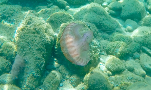 Leuchtqualle (Pelagia noctiluca) IIII - Selten im Golf von Genua anzutreffen + gefahrlos!