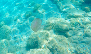 Leuchtqualle (Pelagia noctiluca) I - Selten im Golf von Genua anzutreffen + gefahrlos!