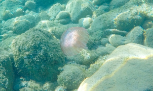 Leuchtqualle (Pelagia noctiluca) III - Selten im Golf von Genua anzutreffen + gefahrlos!